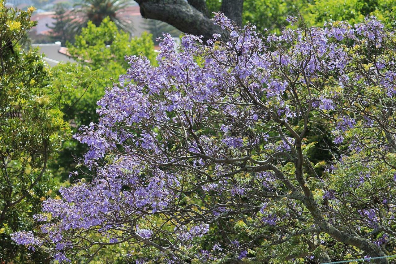 De Tafelberg Guesthouse ケープタウン エクステリア 写真